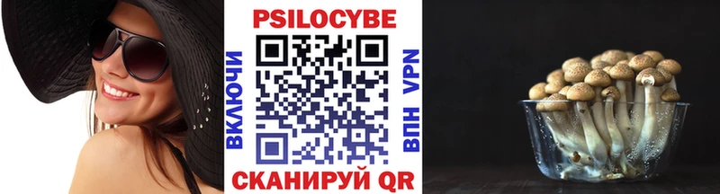 omg как войти  Геленджик  Псилоцибиновые грибы Psilocybe  цена наркотик 